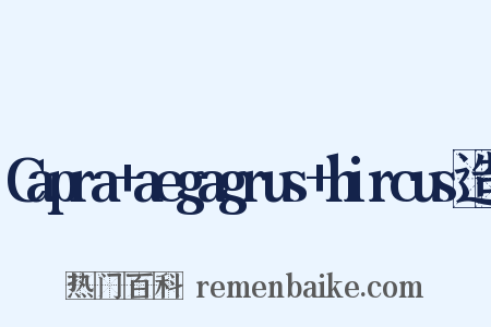 Capra+aegagrus+hircus造句是什么意思的图片